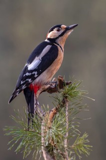 Great spotted woodpecker (Picoides major), on a branch, Terfens, Tyrol, Austria