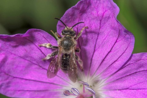 Macrophotograph of a thighed bee (Macropis europaea) on a flower of the blood-red cranesbill