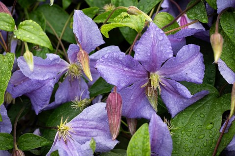 Violet clematis or clematis, clematis with rain-wet flowers, garden plant ornamental plant,