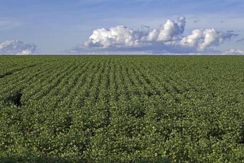 Soybean field for the production of soyabeans, soya beans in rural Alto Paraná, Paraguay