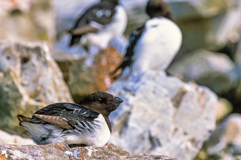 Little auk (Alle alle) resting on a rock in the arctic region, Svalbard, Norway