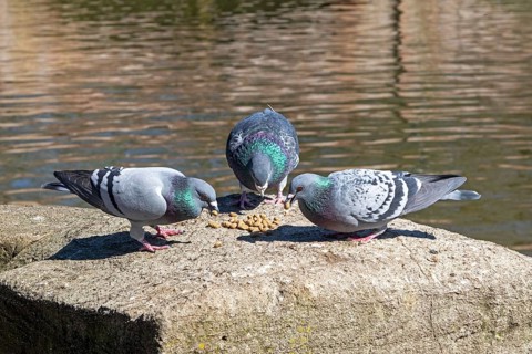 Pigeons eating food, River Avon, Stratford-upon-Avon, Warwickshire, England, Great Britain
