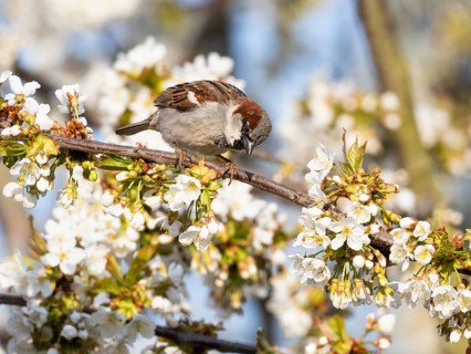 House sparrow (Passer domesticus), adult male, sitting on a branch of a flowering cherry tree,