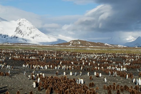 King Penguin (Aptenodytes patagonicus) perched on a rocky beach on South Georgia Island