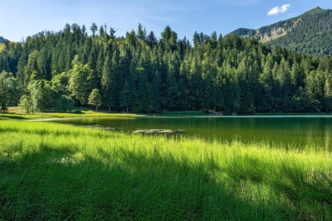 Spitzingsee, mountain lake with pond horsetail, water horsetail (Equisetum fluviatile),