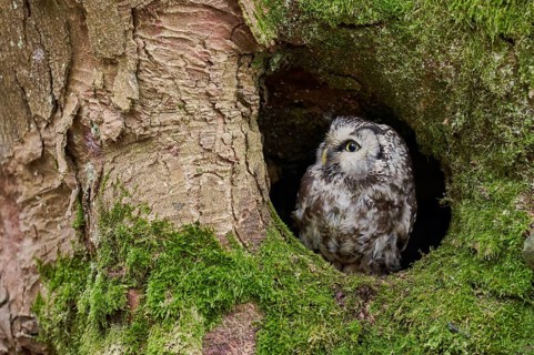 Great Horned Owl (Aegolius funereus) Bavaria, Germany