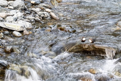 White-throated Dipper (Cinclus cinclus), Tyrol, Austria