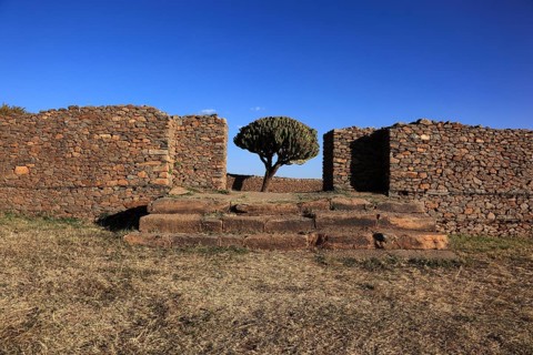 Ruins of the Palace of the Queen of Sheba near Axum, Aksum, Dongur Palace, Euphorbia candelabrum,