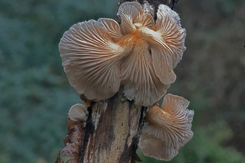 Branched oyster fungus (Pleurotus cornucopiae), Emsland, Lower Saxony, Germany