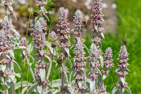 Wooly Willow (Stachys byzantina) and Allium vineale 'Hair' - Vineyard Leek, Münsterland, North