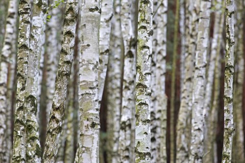 Silver birch, warty birch, European white birch (Betula pendula) (Betula verrucosa) tree trunks of