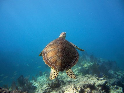 Hawksbill sea turtle (Eretmochelys imbricata imbricata) swimming in the deep blue ocean. Dive site