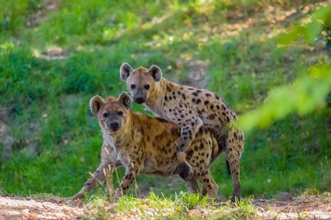 A mating couple of spotted hyena (Crocuta crocuta), or laughing hyena