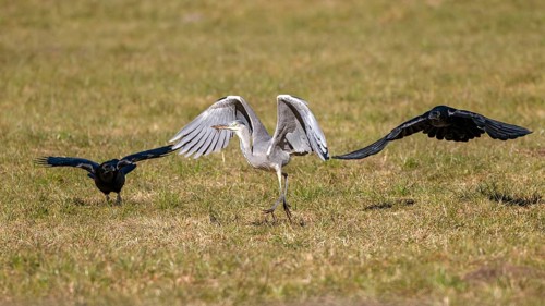 Grey heron (Ardea cinerea) and common raven (Corvus corax), the two ravens try to chase away the