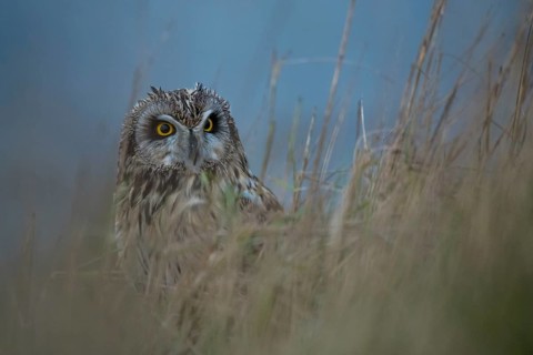 Short-eared Owl (Asio flammeus) perched on the ground, Schleswig-Holstein, Germany