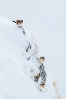 Snowfinches (Montifringilla nivalis) in winter, Hafelekar, Karwendel mountains, Tyrol, Austria
