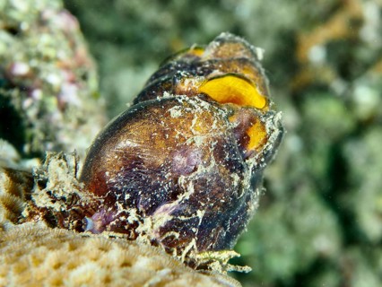Close-up of a golden sea squirt (Polycarpa aurata) with orange-yellow openings on a coral reef,