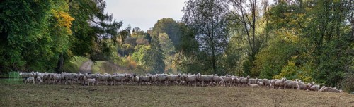 A herd of Merinoland sheep in a pasture fence in a valley in Franconian Switzerland, Thuisbrunn,