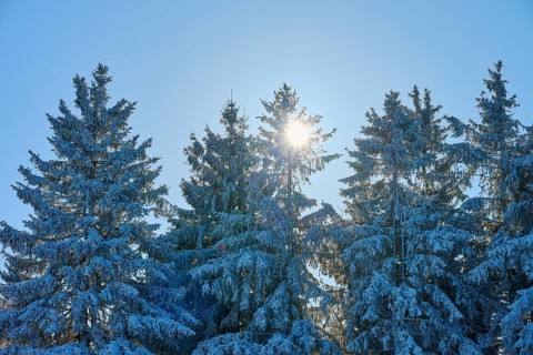 Snow-covered spruce trees backlit by the sun against a clear sky, winter, Wasserkuppe, Gersfeld,
