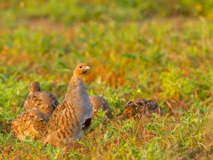 Gray partridges (Perdix perdix), family group (chain) on a fallow land, Solms, Hesse, Germany