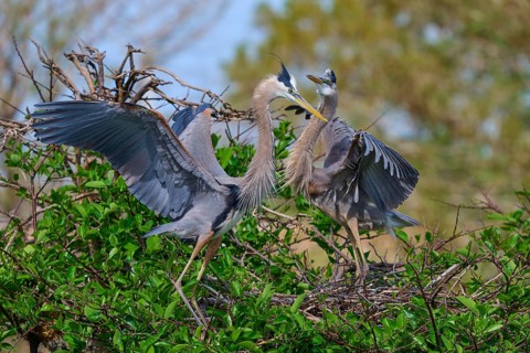 Two Great blue heron (Ardea herodias), with outstretched wings perched on branches surrounded by