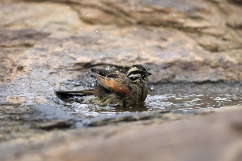 Cape Bunting (Emberiza capensis), adult, at the water, bathing, Mountain Zebra National Park,