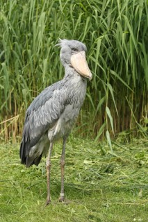 Shoebill (Balaeniceps rex) Vogelpark Walsrode, Lower Saxony, Germany
