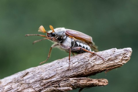 Cockchafer (Melolontha melolontha), Emsland, Lower Saxony, Germany