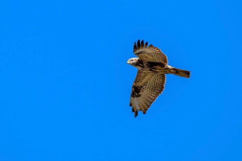 Common buzzard (Buteo buteo), in flight against a blue sky, Münster, Tyrol, Austria