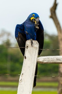 Hyacinth macaw (Anodorhynchus hyacinthinus) eats a nut at Pousada Sao Joao, Estrada Parque Pantanal