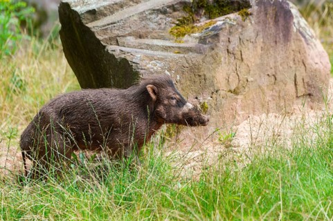 Visayan warty pig (Sus cebifrons negrinus) on a meadow, Bavaria, Germany