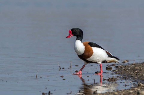 Common Shelduck (Tadorna tadorna) male foraging, Mecklenburg-Western Pomerania, Germany