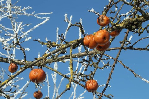 Apples in hoarfrost, Allgäu, Bavaria, Germany, Allgäu, Bavaria, Germany