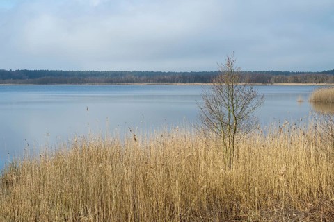 Reeds on the shore of Lake Rederangsee, Müritz National Park, Mecklenburg Lake District,