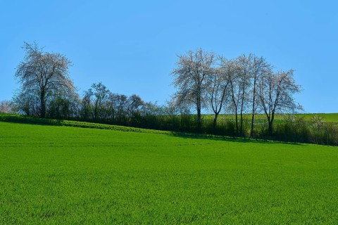 Green fields with blossoming cherry trees, sunny clear sky, Pflaumheim, Großostheim, Bavaria,