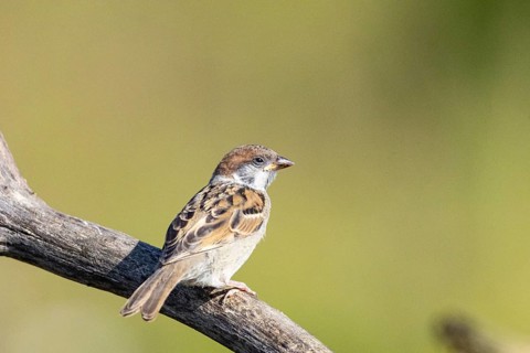 Tree sparrow (Passer montanus) Germany