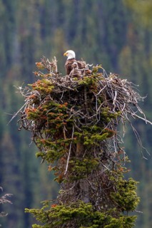 Bald Eagle (Haliaeetus leucocephalus) in nest with chick, Alberta, Canada