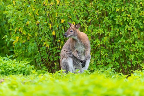 Red-necked wallaby or Bennett's wallaby (Macropus rufogriseus) sits on a green meadow with dense