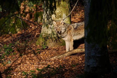 Close-up of a Eurasian wolf (Canis lupus lupus) in a forest in spring, Bavarian Forest National