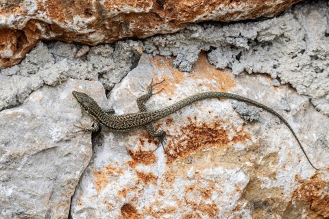 Sicilian wall lizard (Podarcis waglerianus), Sicily, Italy