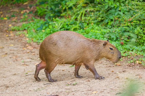 A (greater) capybara (Hydrochoerus hydrochaeris) walks along a river bank