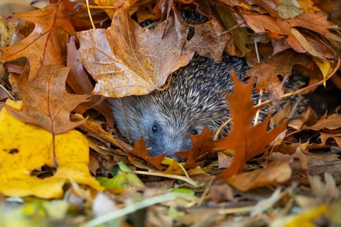 European hedgehog (Erinaceus europaeus) adult animal emerging from a pile of fallen autumn leaves,