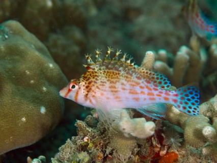 Colourful underwater photo with Dwarf Hawkfish (Cirrhitichthys falco) between corals, vivid