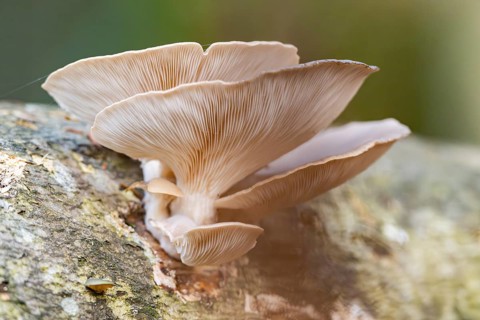 Oyster mushroom (Pleurotus ostreatus) growing an a European beech (Fagus sylvatica) tree trunk in a