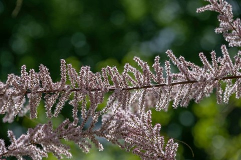 Branch of a flowering Odessa tamarisk (Tamarix ramosissima) backlit, Botanical Garden Erlangen,