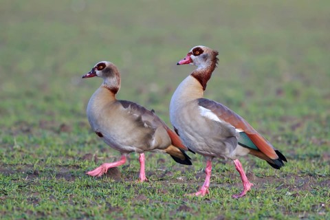 Egyptian Goose (Alopochen aegyptiaca) pair, North Rhine-Westphalia, Germany
