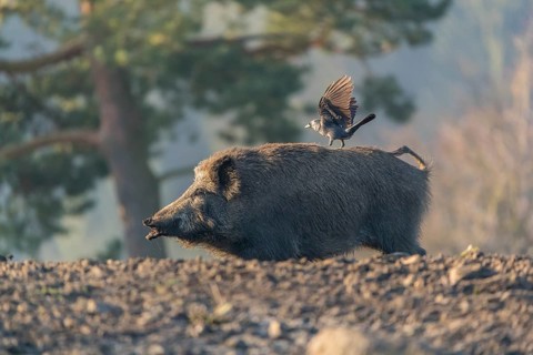 One wild boar or wild pig (Sus scrofa), walking over an opening searching for food. A western