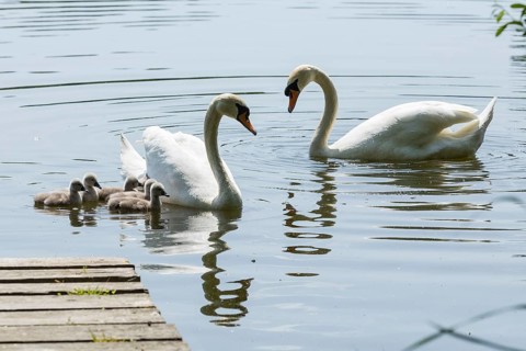 Swan family of the Mute Swan (Cygnus olor) with chicks on the middle pond near Neudorf Klösterlich,