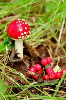 Fairytale toadstool (Amanita muscaria) in autumn in the forest, Saxony, Germany