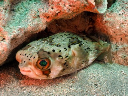 Long-spine porcupinefish (Diodon holocanthus), dive site Blue Heron Bridge, Phil Foster Park,
